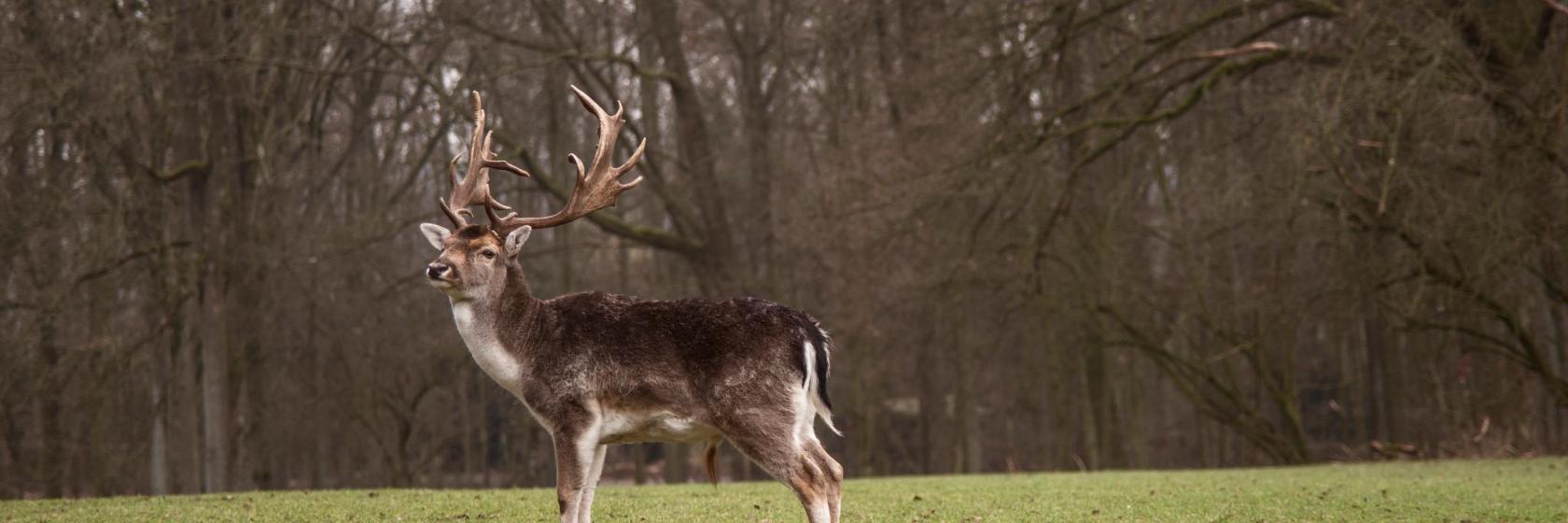 Parc animalier de Grafenberg